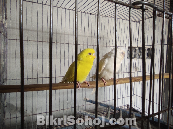 Budgerigar bird